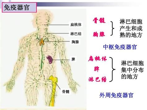 脾臟功能不好|脾臟 人體最大免疫器官